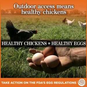 No More Organic Eggs? Image